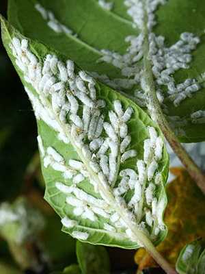 Pests of indoor plants and means of combating them