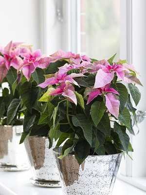 Caring for indoor plants in winter: tips from florists