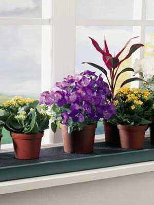 Caring for indoor plants in winter: tips from florists