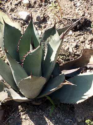 Agave: description of species and application of the plant