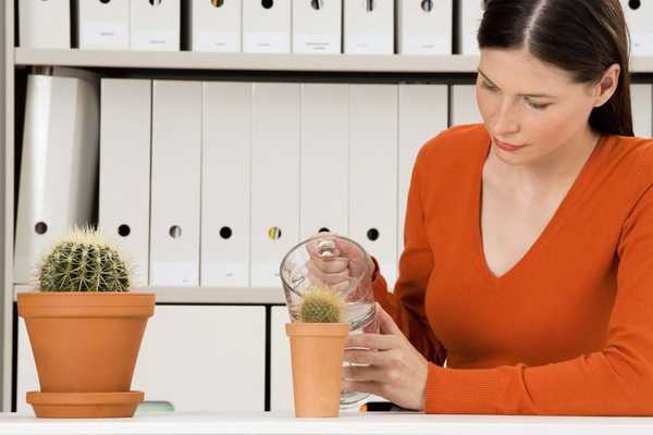 Proper watering of cacti at home