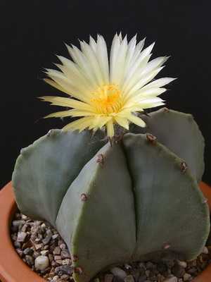 Kaktus Astrophytum (Astrophytum)