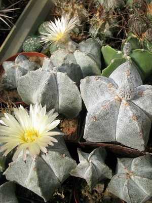 Cactus Astrophytum (Astrophytum)