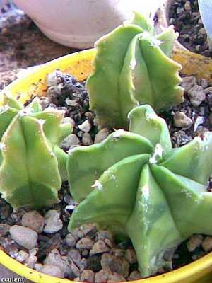 Kaktus Astrophytum (Astrophytum)