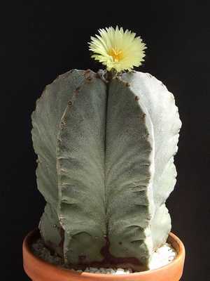 Cactus Astrophytum (Astrophytum)