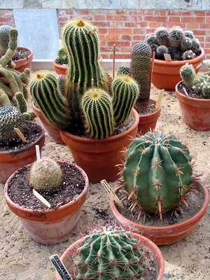 Features of growing and caring for cacti