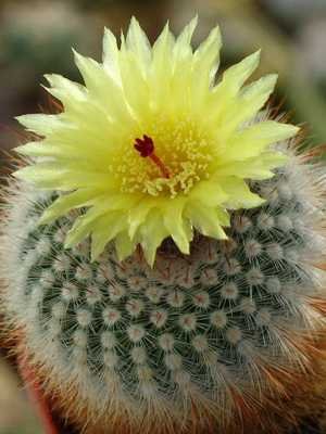 Home breeding methods for cacti