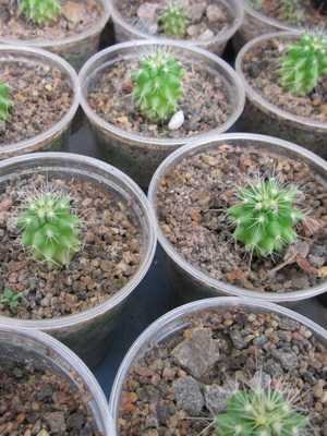 Home breeding methods for cacti