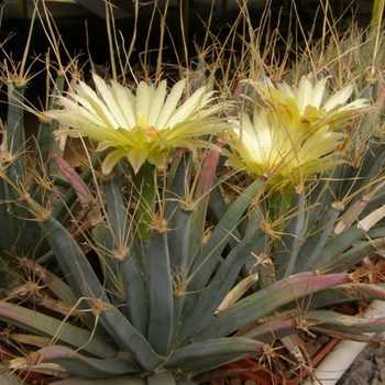 Kaktusongelmat: Miksi mehikasvit sairastuvat