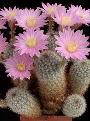 Cómo elegir un cactus para tu hogar