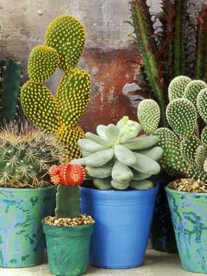 How to choose a cactus for your home