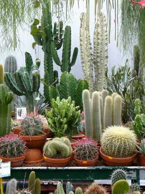 Cómo elegir un cactus para tu hogar