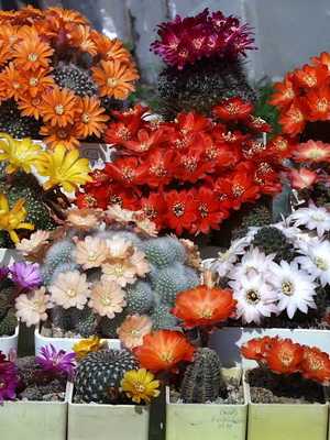 How to choose a cactus for your home