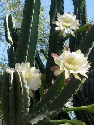 Cereus cactus: kuvaus ja hoito