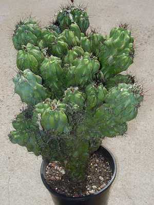 Cereus cactus: description and care
