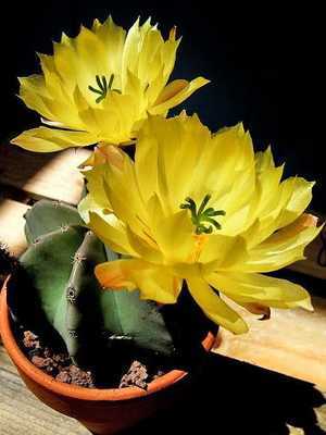 Types of cacti Echinocereus