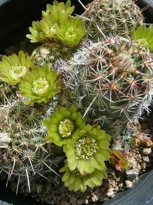 Types of cacti Echinocereus