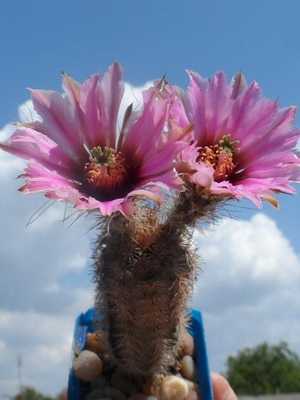 Tipos de cactus Echinocereus