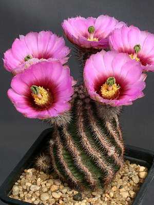 Tipos de cactus Echinocereus