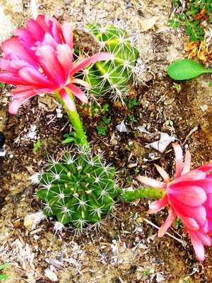 Echinopsis cacti: description of species and care at home