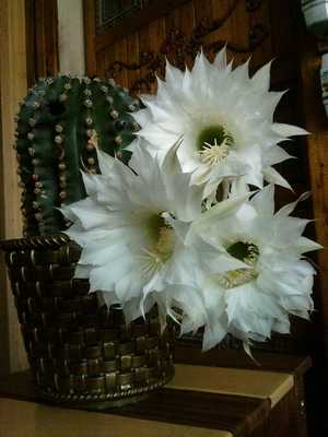Echinopsis cacti: description of species and care at home
