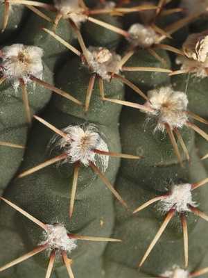 Cactus Gymnocalycium: la especie más bella