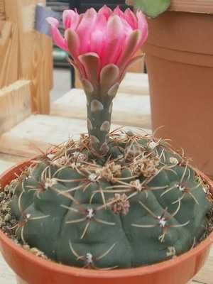 Cactus Gymnocalycium: la especie más bella