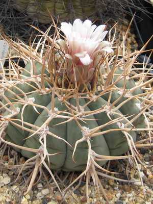 Cactus Gymnocalycium: the most beautiful species