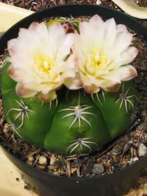 Cactus Gymnocalycium: the most beautiful species
