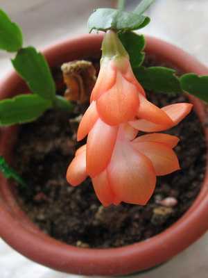 Schlumberger cactus (Decembrist): species, care and reproduction