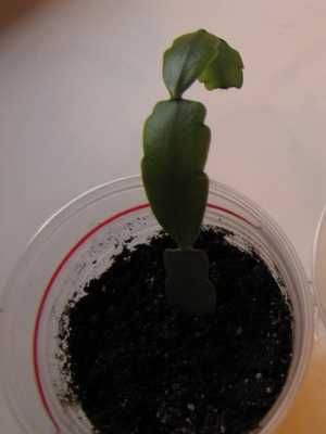 Schlumberger cactus (Decembrist): species, care and reproduction