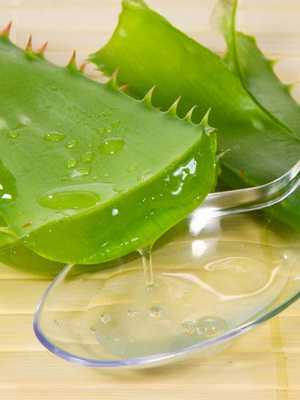 Houseplant aloe: care and medicinal properties
