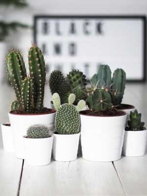 The use of cacti and succulents in decorative floriculture