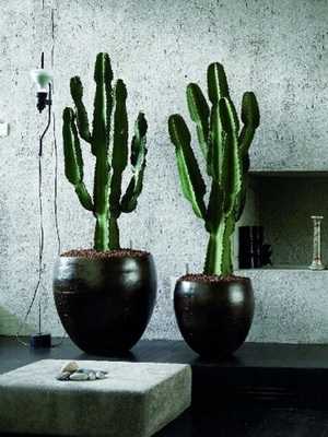 The use of cacti and succulents in decorative floriculture