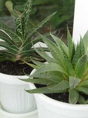Succulents: growing conditions and home care