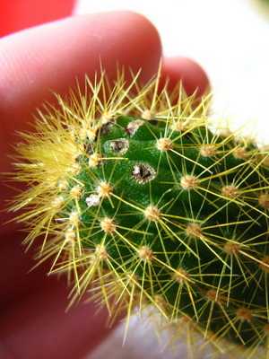 Cactus plant: structural features and characteristics