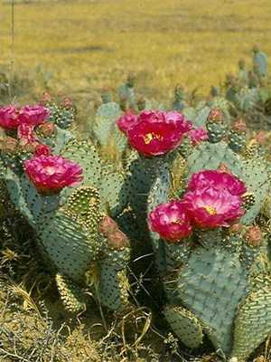 Cactus plant: structural features and characteristics