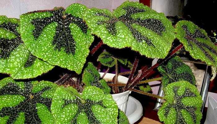 Home begonia: characteristics and growing conditions