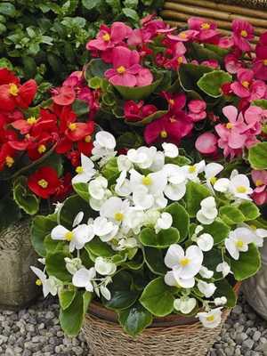 Home begonia: characteristics and growing conditions