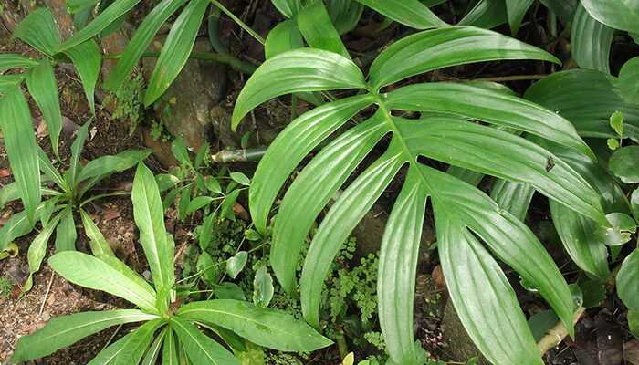 Philodendron: uma descrição da videira e seu cultivo