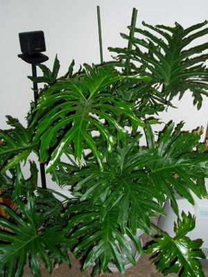 Philodendron: uma descrição da videira e seu cultivo