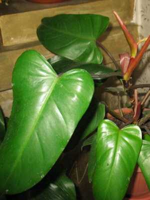 Philodendron: a description of the vine and its cultivation