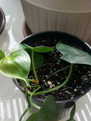 Philodendron: a description of the vine and its cultivation