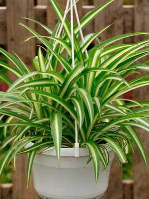 Chlorophytum: description and features of cultivation