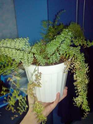 Nephrolepis: description, care and reproduction at home