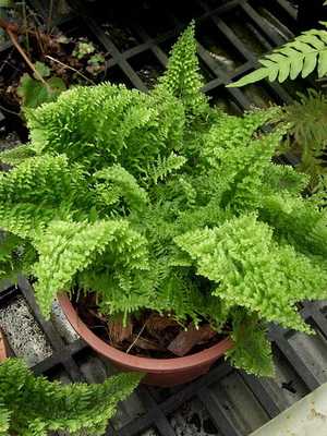 Nephrolepis: description, care and reproduction at home