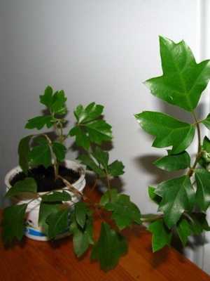 Cissus: popular varieties and agricultural methods of cultivation