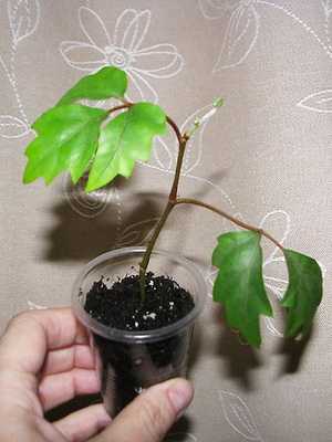 Cissus: popular varieties and agricultural methods of cultivation