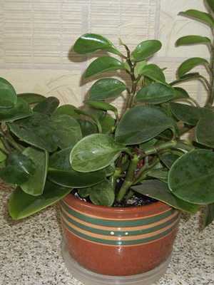 Peperomia: types and care at home
