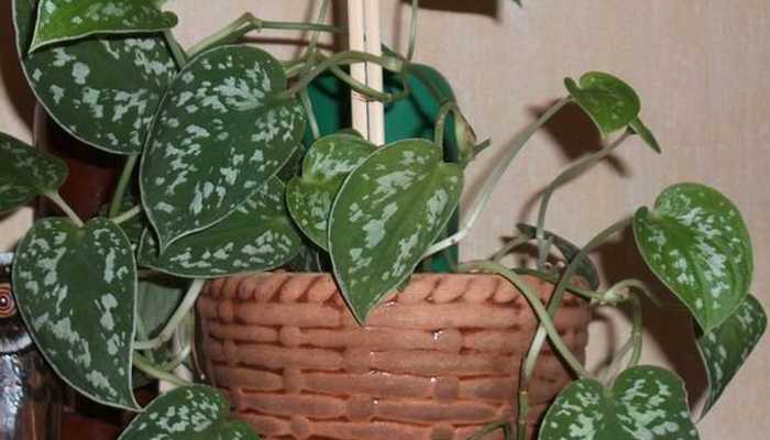 Scindapsus: a description of how to care and how to propagate